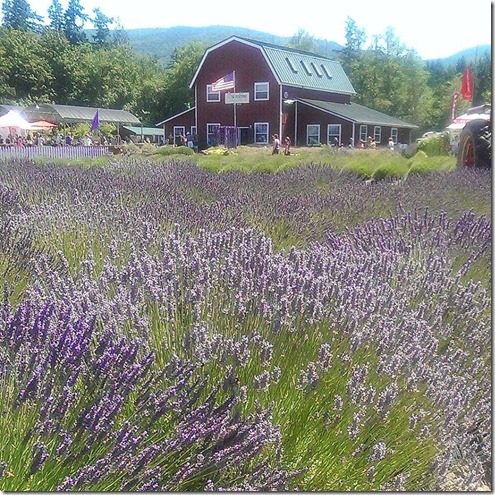 Lavender Farm CHaosServedDaily